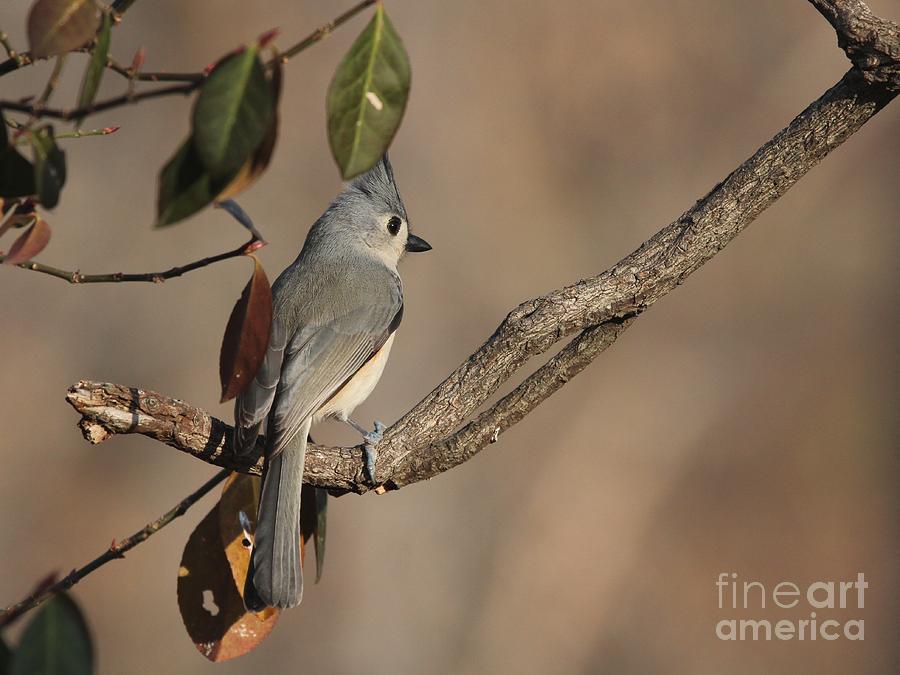 Tufted Titmouse #131 Photograph by Jack R Brock