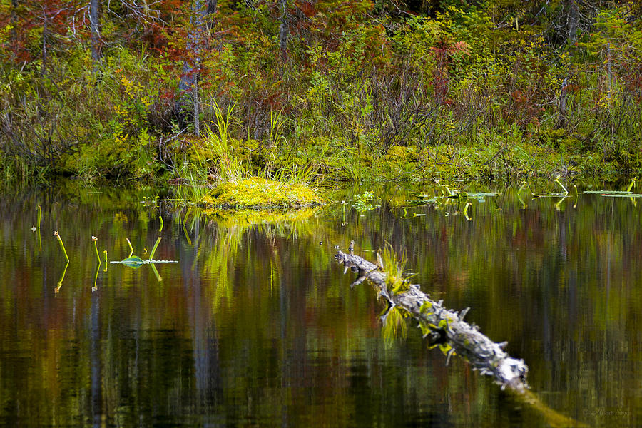 131005B-052 Forest Marsh 2 Photograph by Albert Seger