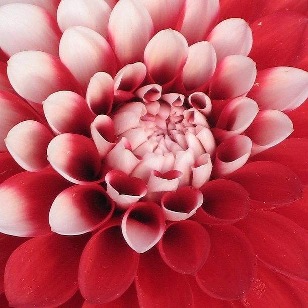 Flower Photograph - Instagram Photo #131370585321 by Kelly Hasenoehrl