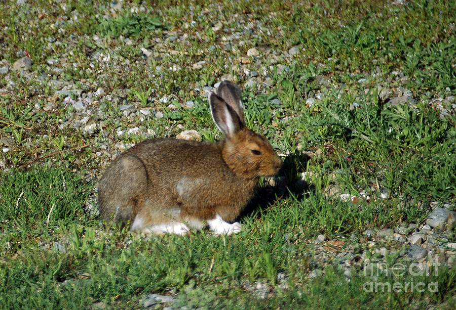 131P Snowshoe Hare Photograph by NightVisions