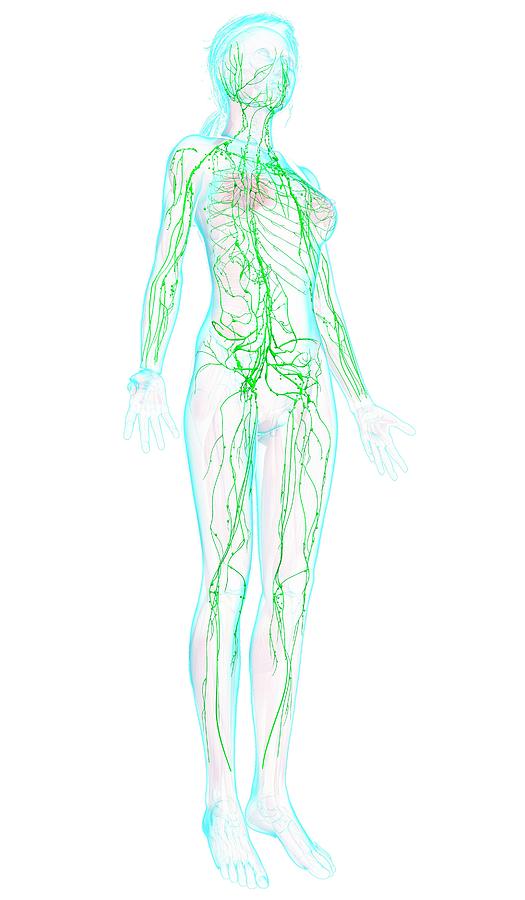 Female Lymphatic System Photograph by Pixologicstudio/science Photo ...