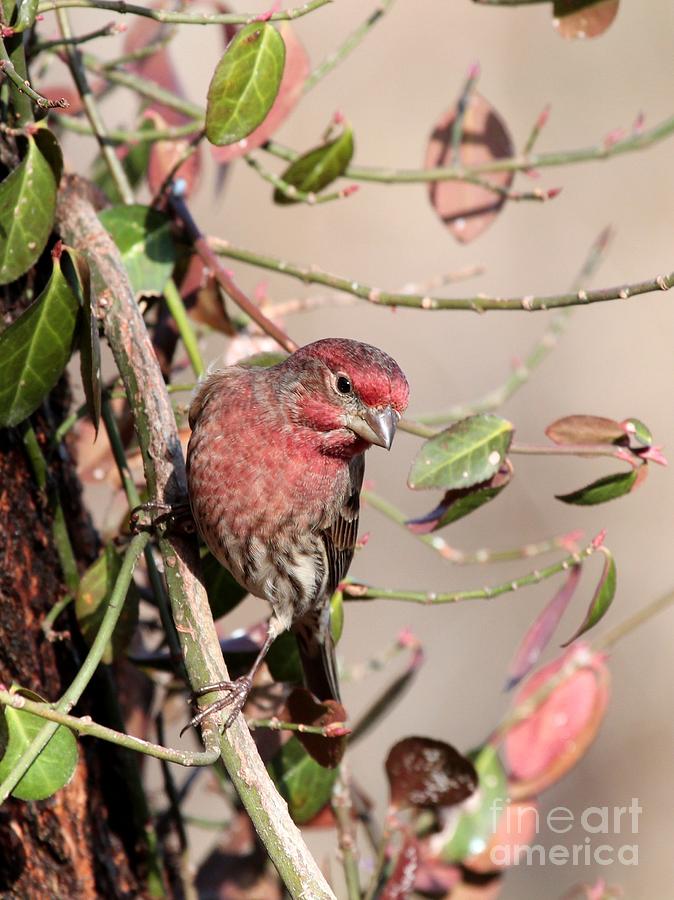 House Finch #132 Photograph by Jack R Brock