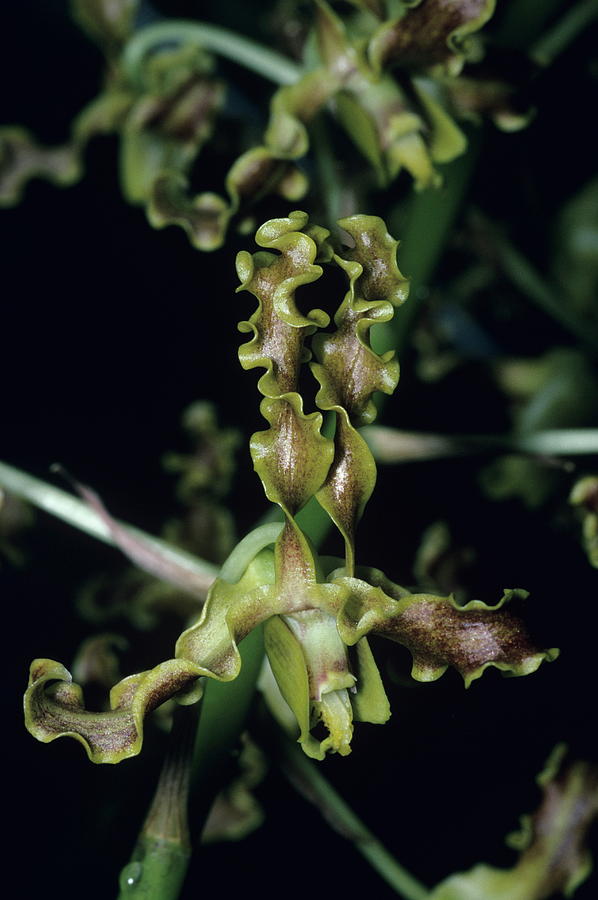 Orchid Flower #132 Photograph by Paul Harcourt Davies/science Photo Library