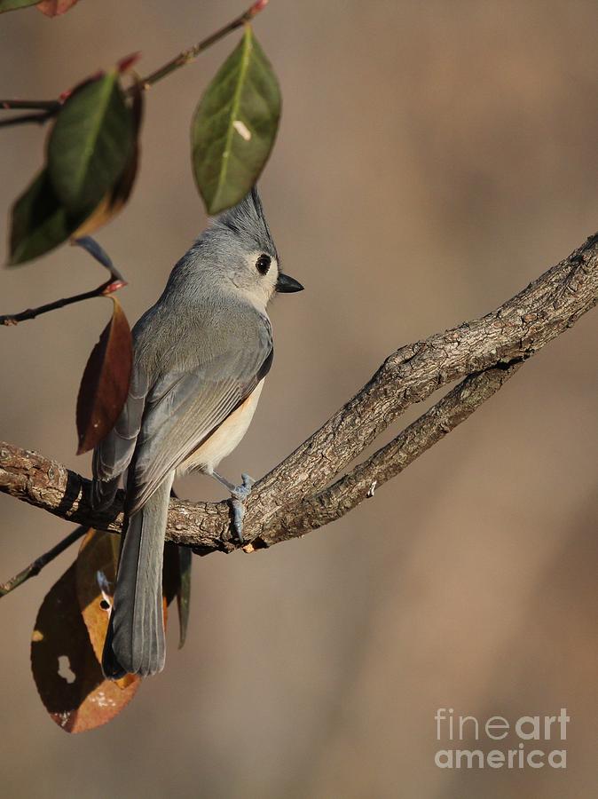 Tufted Titmouse #132 Photograph by Jack R Brock