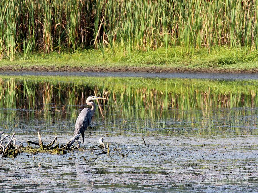 Great Blue Heron #133 Photograph by Jack R Brock