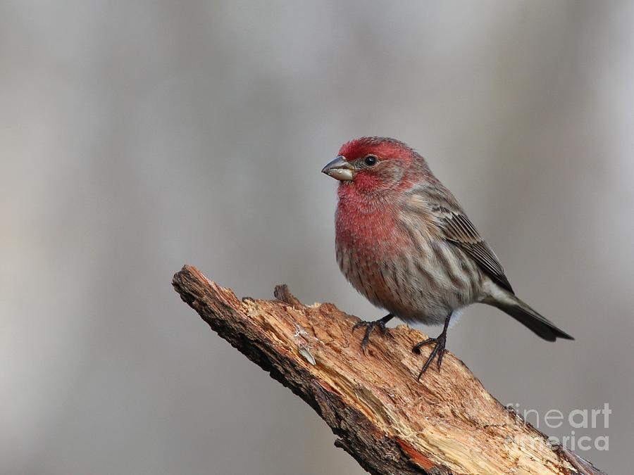 House Finch #133 Photograph by Jack R Brock