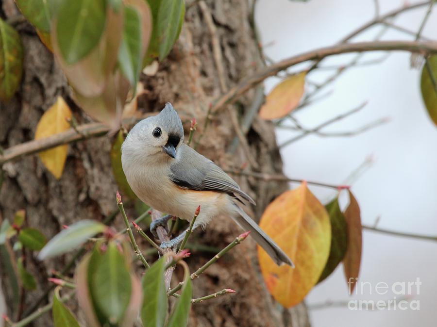 Tufted Titmouse #133 Photograph by Jack R Brock