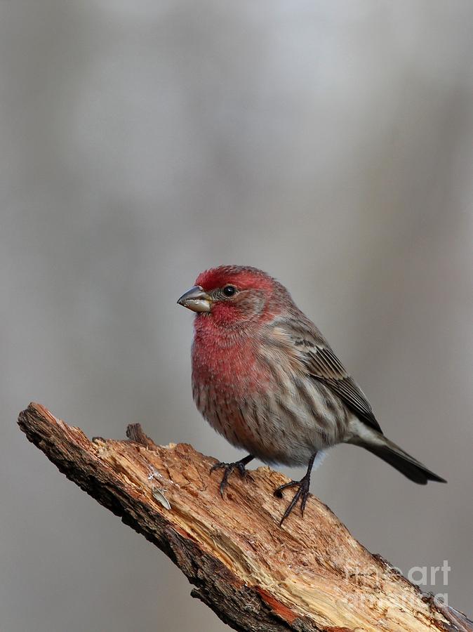 House Finch #134 Photograph by Jack R Brock