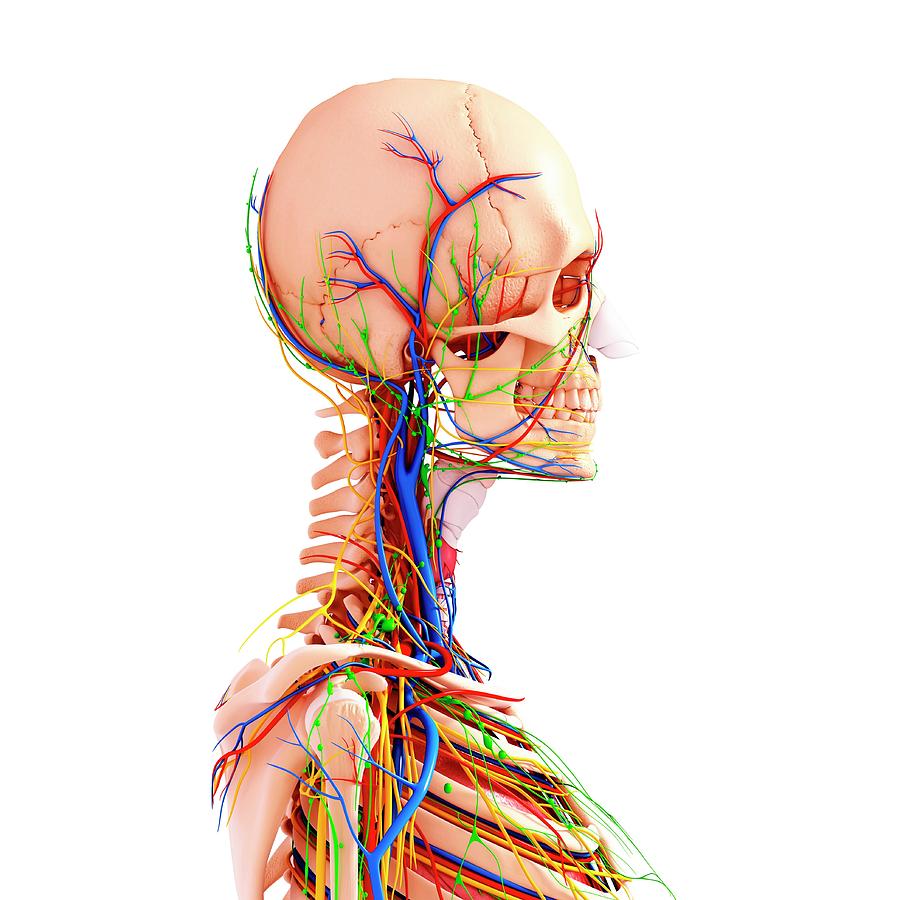 Human Anatomy #134 By Pixologicstudio Science Photo Library