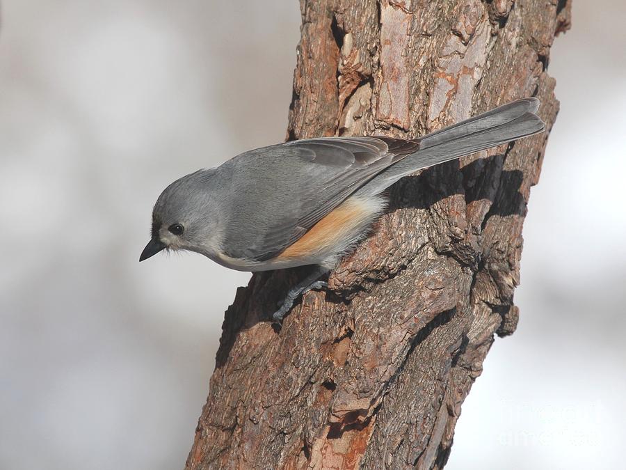 Tufted Titmouse #134 Photograph by Jack R Brock