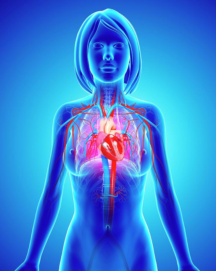 Female Cardiovascular System Photograph By Pixologicstudio Science 