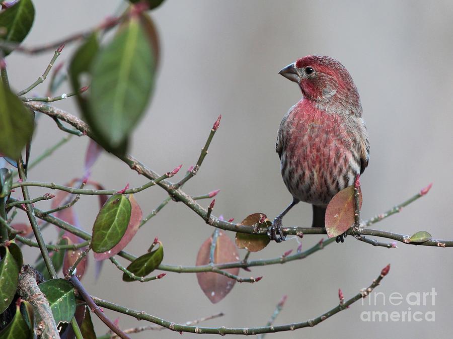 House Finch #135 Photograph by Jack R Brock