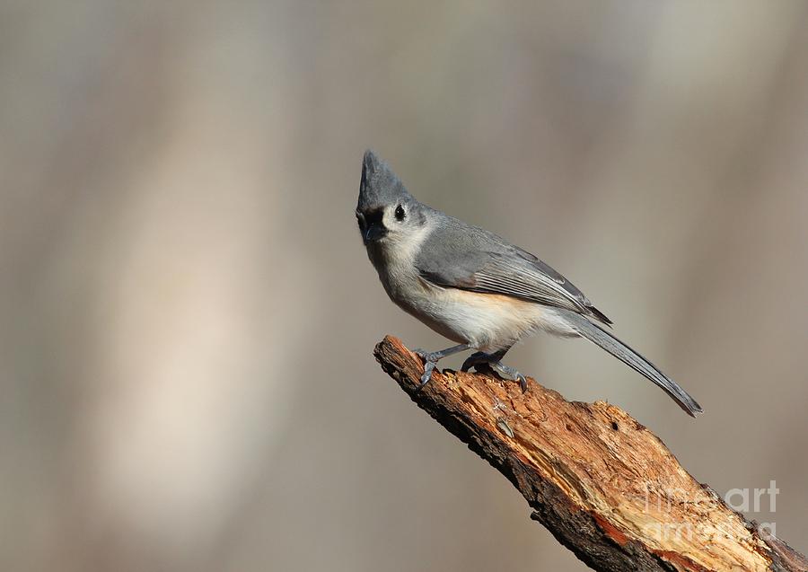 Tufted Titmouse #135 Photograph by Jack R Brock