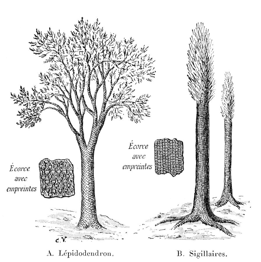 На рисунке изображены отпечатки листьев ствола и реконструкция лепидодендрона рода вымерших