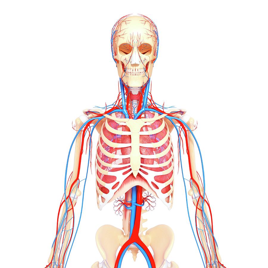 Human Anatomy Photograph by Pixologicstudio/science Photo Library ...