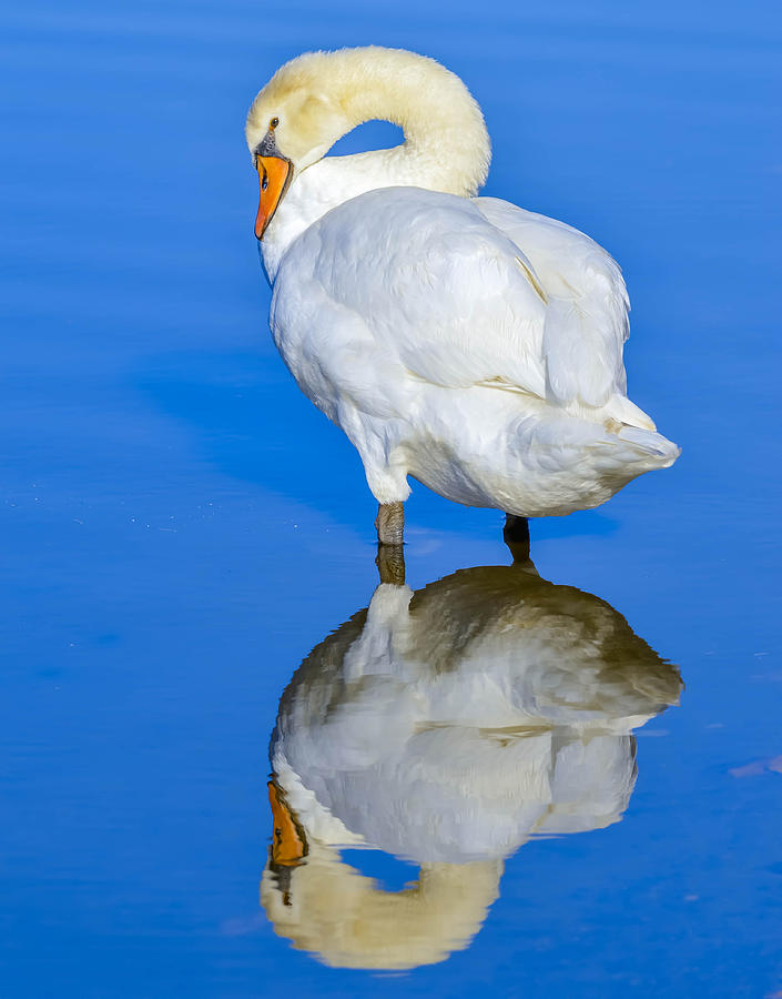 Mute Swan #136 Photograph by Brian Stevens