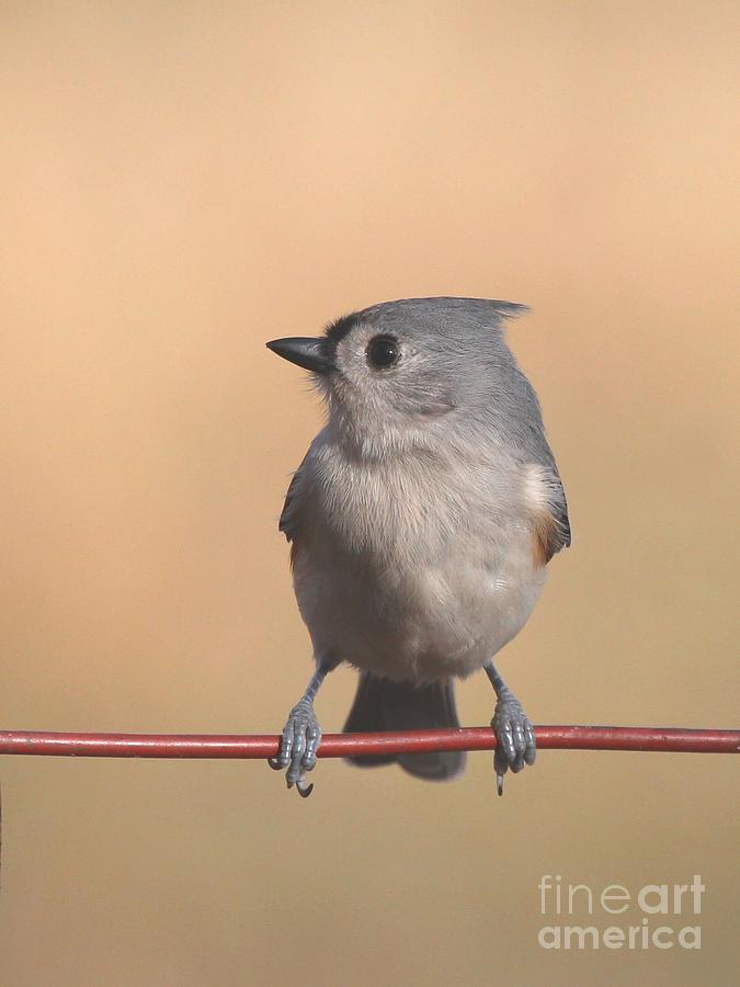 Tufted Titmouse #136 Photograph by Jack R Brock