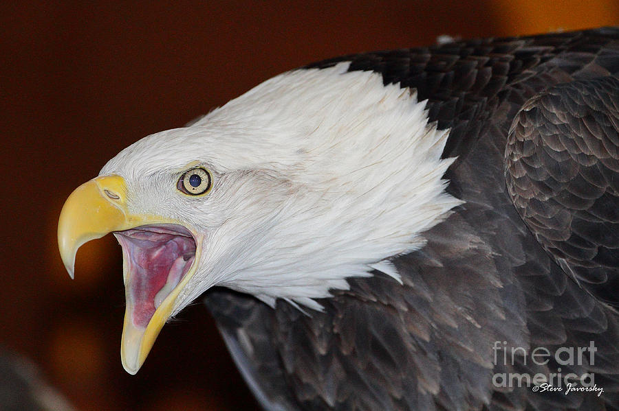 Bald Eagle #137 Photograph by Steve Javorsky