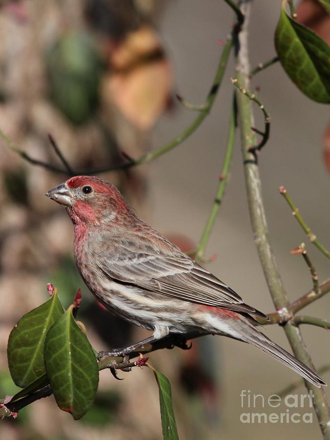 House Finch #137 Photograph by Jack R Brock