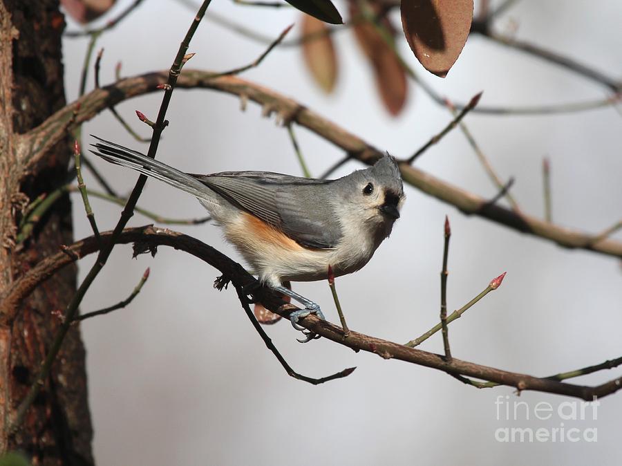 Tufted Titmouse #137 Photograph by Jack R Brock