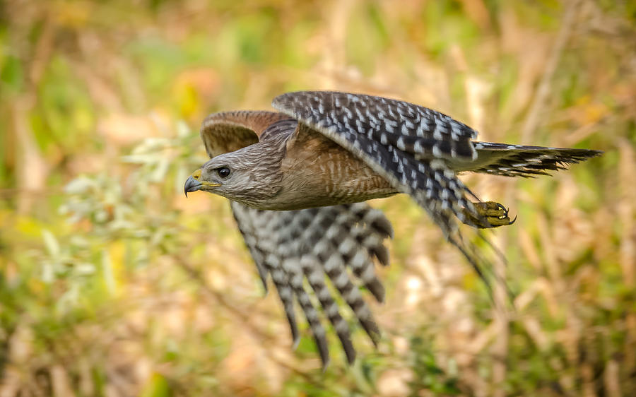 Red Shouldered Hawk Photograph by Bill Martin