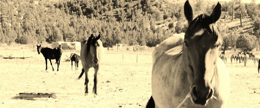 137 Digital Art by Wynema Ranch 137 Digital Art by Wynema Ranch