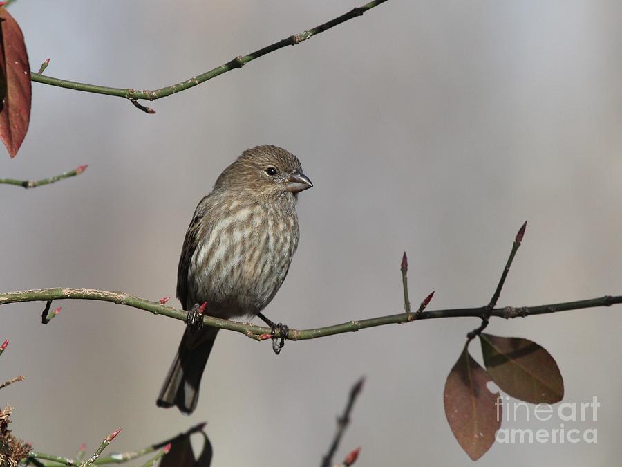 House Finch #138 Photograph by Jack R Brock