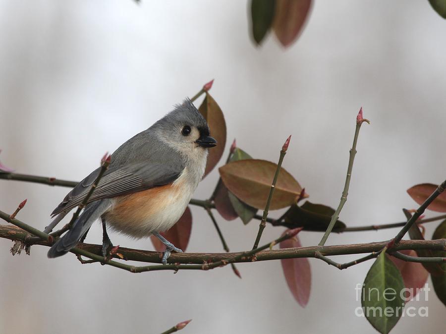 Tufted Titmouse #138 Photograph by Jack R Brock