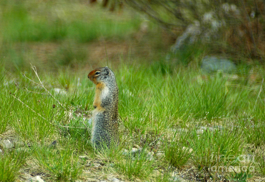 138P Columbian Ground Squirrel Photograph by NightVisions