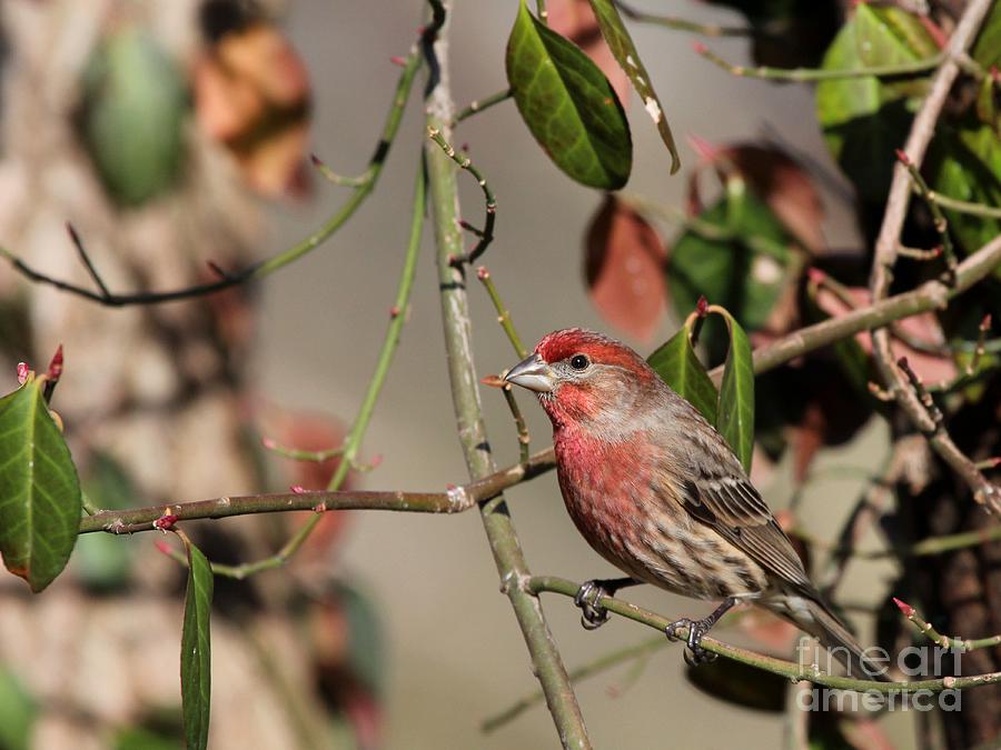 House Finch #139 Photograph by Jack R Brock