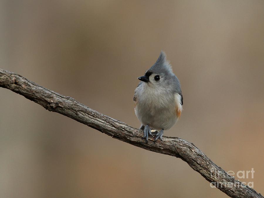 Tufted Titmouse #139 Photograph by Jack R Brock