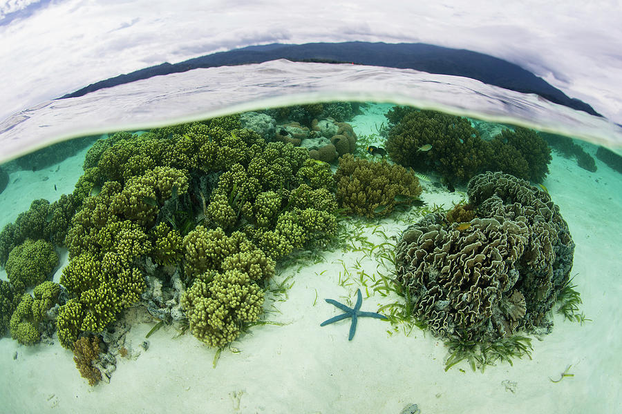 A Beautiful And Healthy Coral Reef 14 Photograph By Ethan Daniels