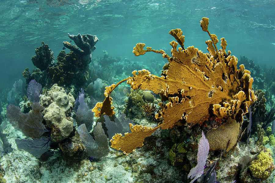 A Colorful Coral Reef Full #14 Photograph by Ethan Daniels