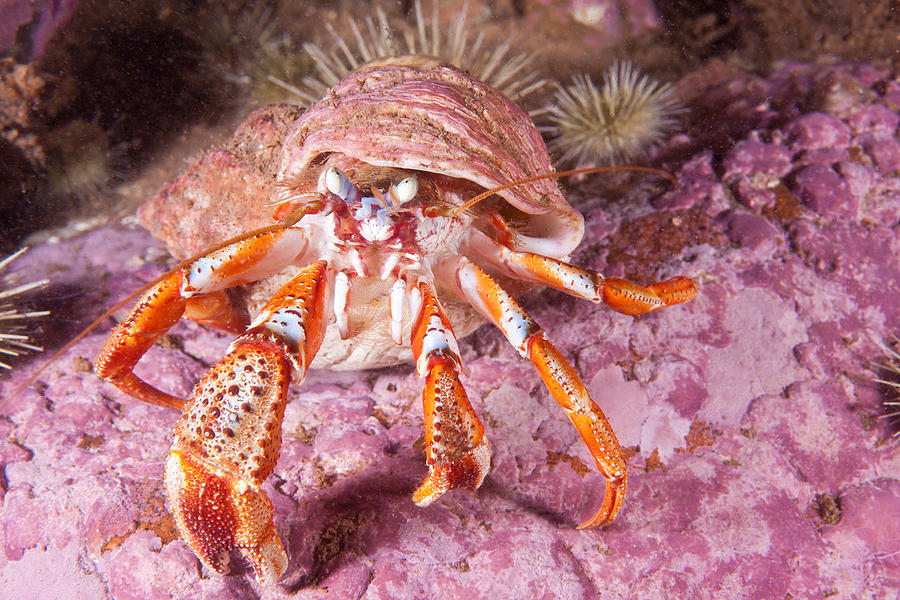 Acadian Hermit Crab Photograph by Andrew J. Martinez - Fine Art America