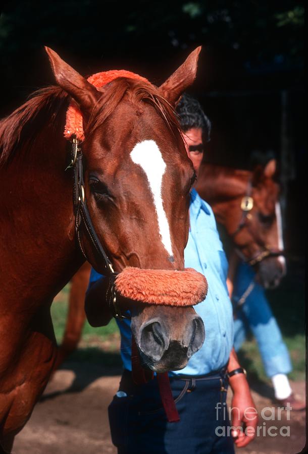 Affirmed #15 Photograph by Marc Bittan