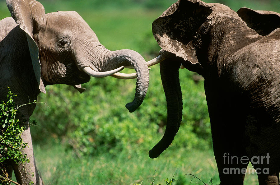 African Elephants #14 Photograph by Art Wolfe