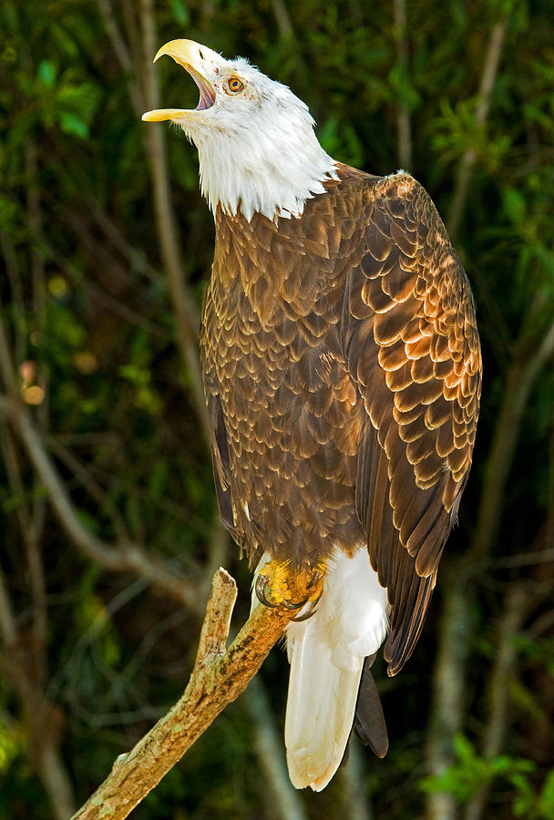 American Bald Eagle #14 Photograph by Millard H. Sharp