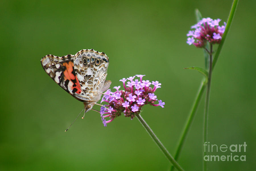 American Painted Lady Butterfly #14 Photograph by Karen Adams