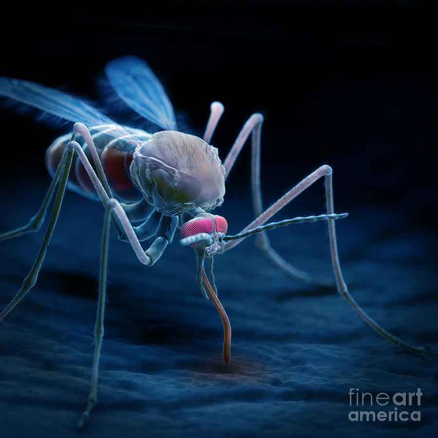 Anopheles Mosquito #14 Photograph by Science Picture Co
