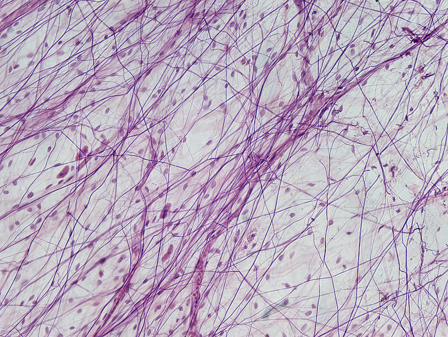 Areolar Connective Tissue Slide
