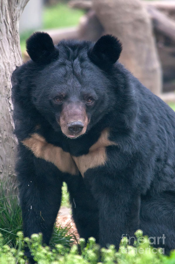 Asian Black Bear #14 Photograph by Mark Newman