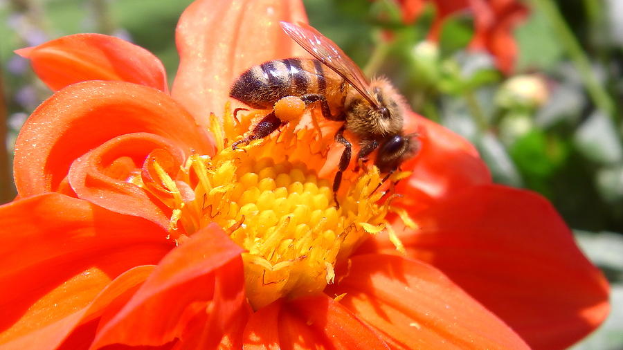 Australia Photograph - Australia - The Bees #31 by Jeffrey Shaw