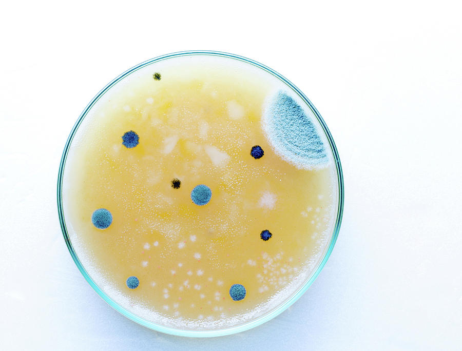 Nobody Photograph - Bacterium Growing On Petri Dish #14 by Wladimir Bulgar