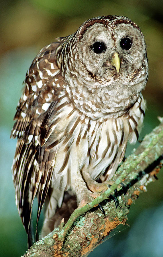 Barred Owl #14 Photograph by Millard H. Sharp
