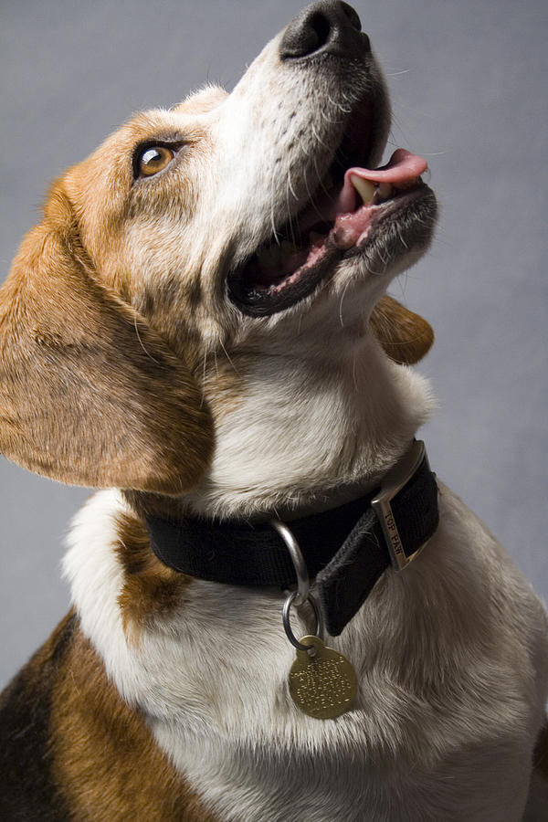 Beagle Photograph - Beagle #14 by Gary Marx