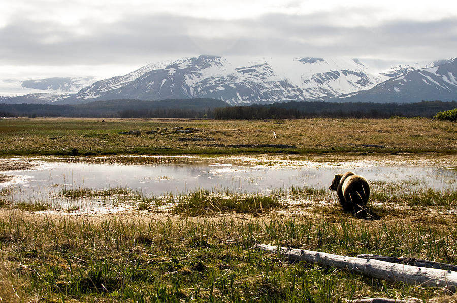 Bear in Hallo Bay in Katmai National Park Alaska #14 Photograph by Natasha Bishop