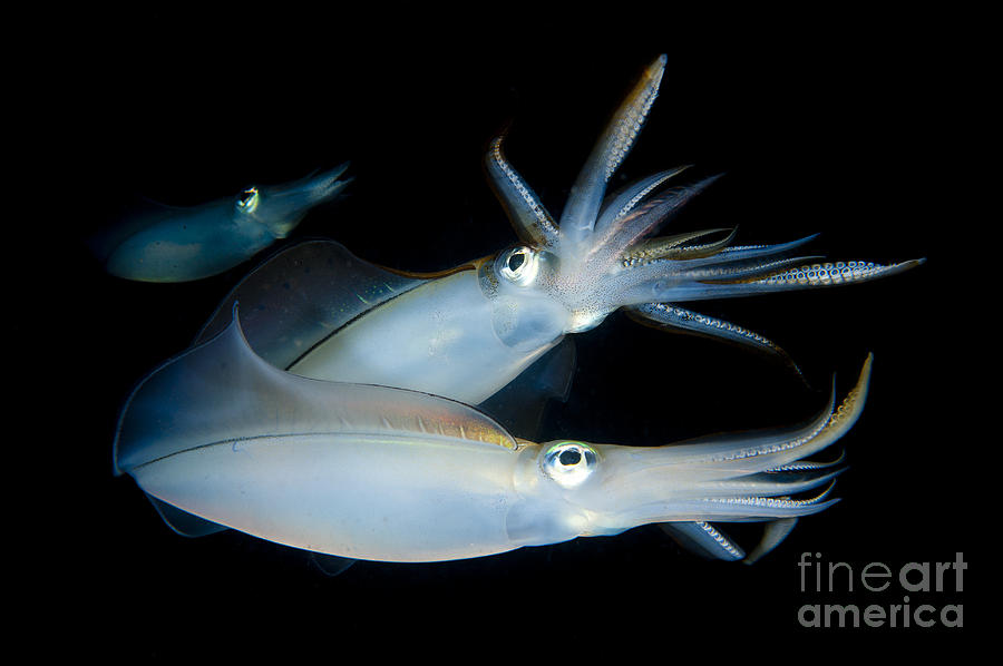 Nature Photograph - Bigfin Reef Squid Tending Eggs #14 by Steve Jones