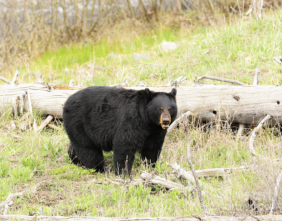 Black Bear #14 Photograph by Dennis Hammer