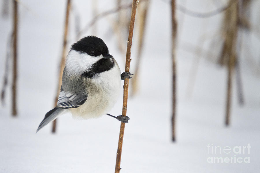 Black-capped Chickadee #14 Photograph by Linda Freshwaters Arndt