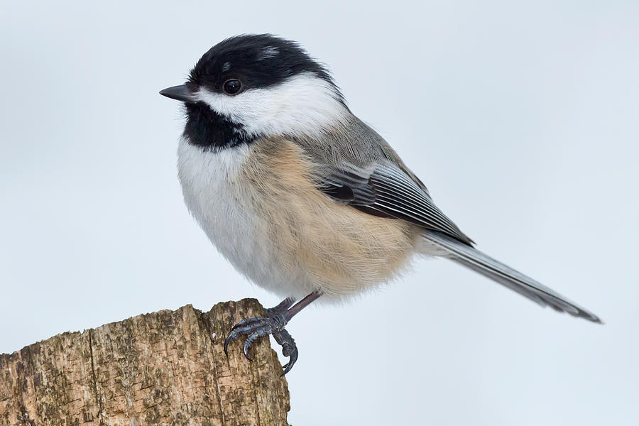 Black-capped Chickadee Photograph